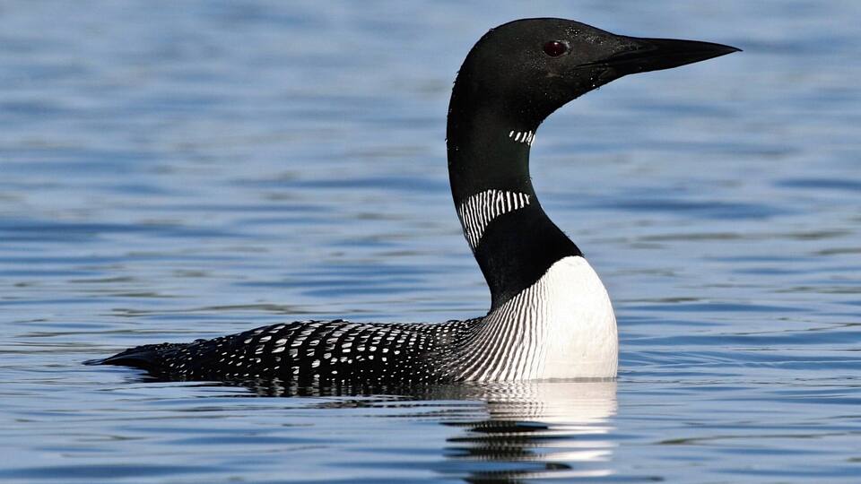 A loon swimming in calm water.