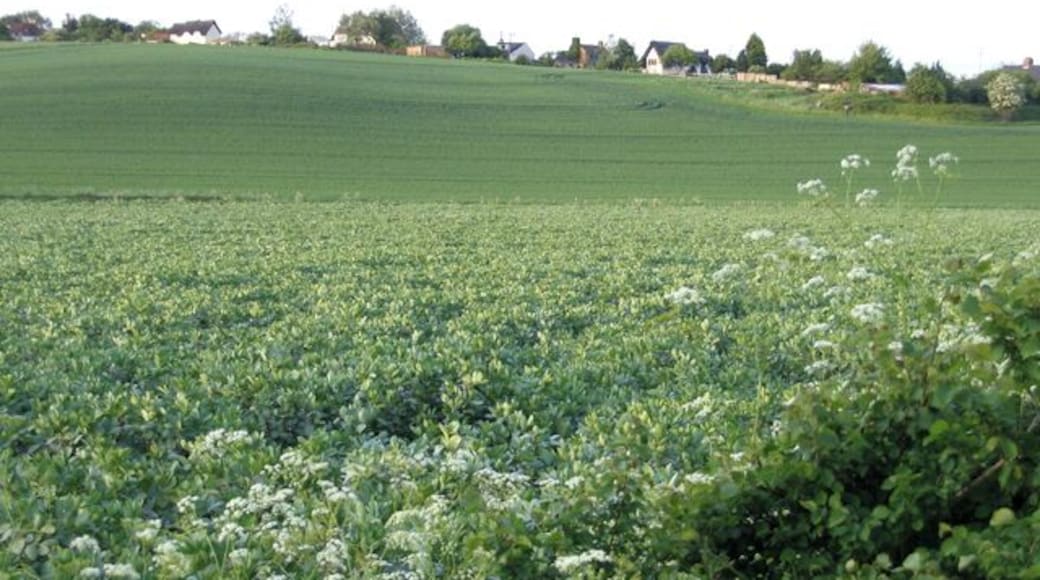 Northwood End, Haynes, Beds. viewed from Church End Road across a bean field.