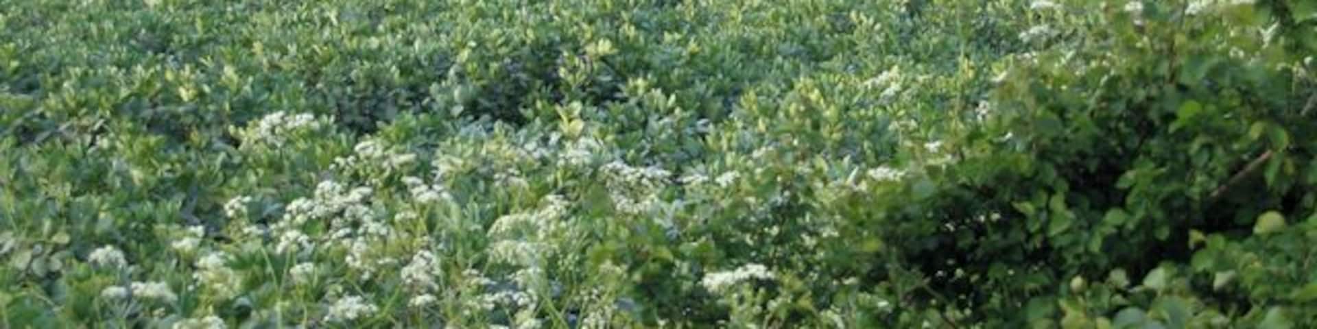 Northwood End, Haynes, Beds. viewed from Church End Road across a bean field.