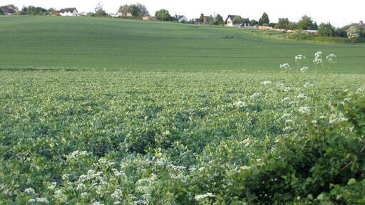 Northwood End, Haynes, Beds. viewed from Church End Road across a bean field.