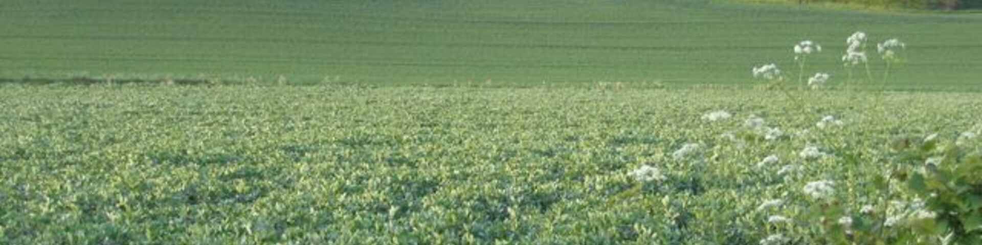 Northwood End, Haynes, Beds. viewed from Church End Road across a bean field.
