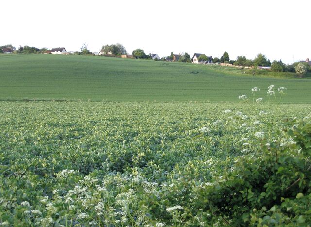 A green field with white flowers in the foreground and houses in the background.
