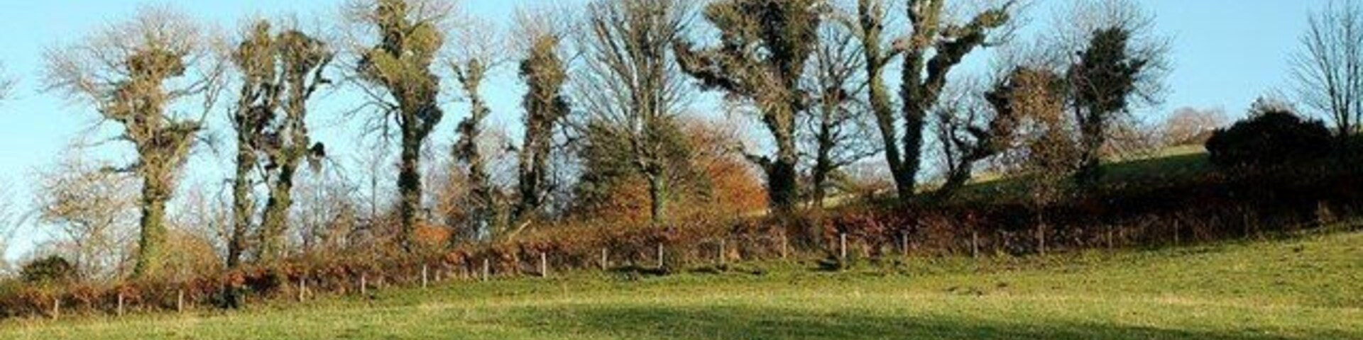 Un campo cubierto de hierba con árboles y una valla al fondo.