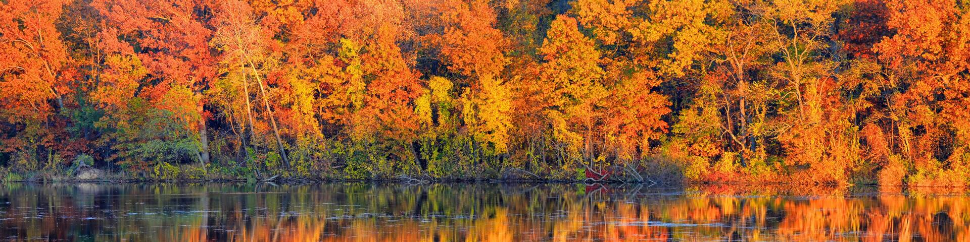 Panoramic view of autumn tree reflections
