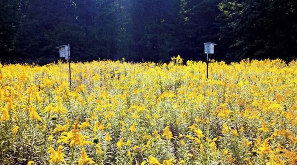 Fields of gold at Lyon Oaks Park