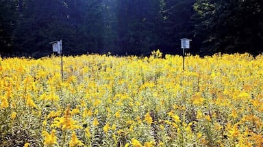 Fields of gold at Lyon Oaks Park