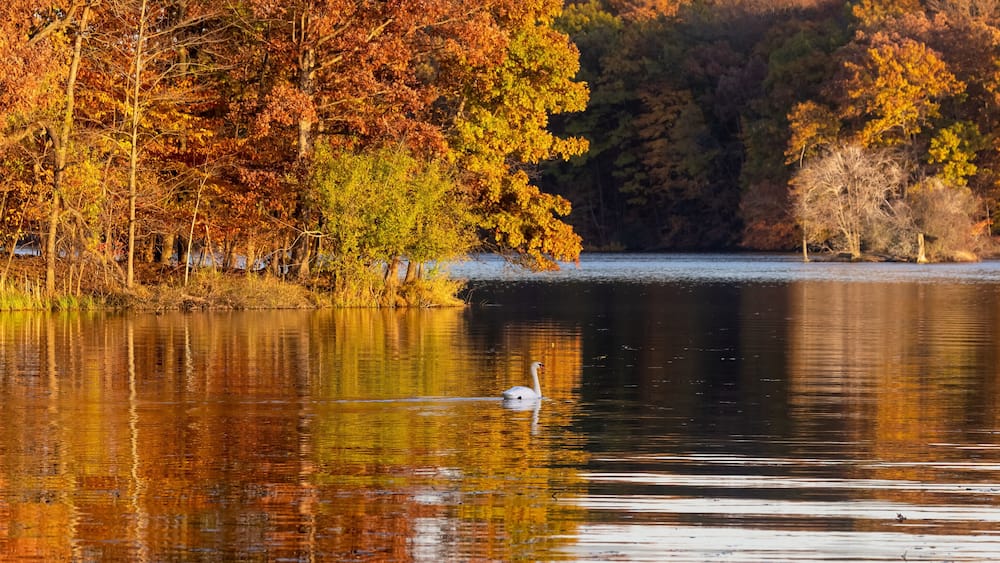 Mute swan in middle of the lake in Kensington Metro park, Michigan