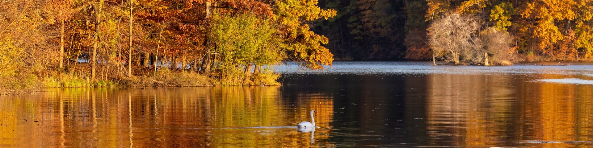 Mute swan in middle of the lake in Kensington Metro park, Michigan