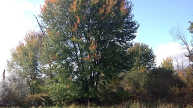 The back yard of a dear cousin of mine.. Beautiful Michigan..