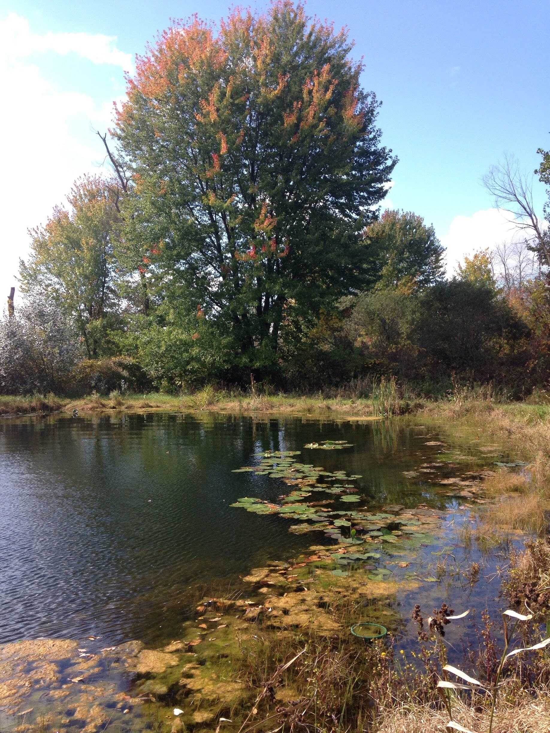 A pond with lily pads and a large tree with autumn leaves.