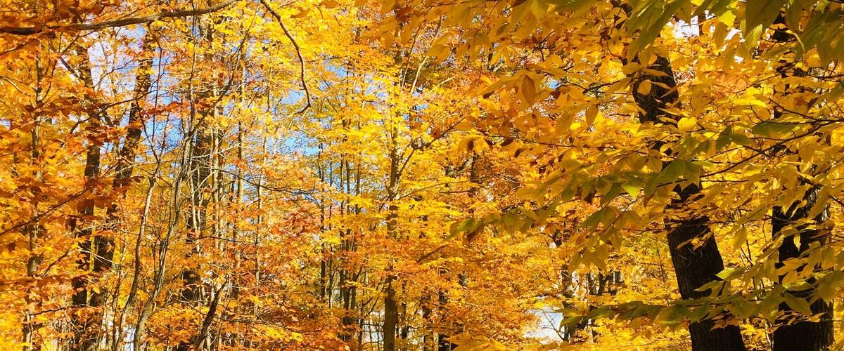A forest path surrounded by trees with yellow leaves.