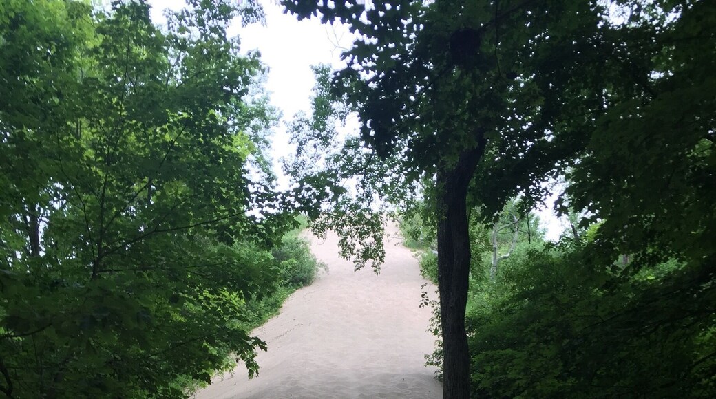 Climb a 600 foot sand dune to be rewarded with a fantastic view out over Lake Michigan! Not to mention great exercise on the way up, and a TON of fun running back down.