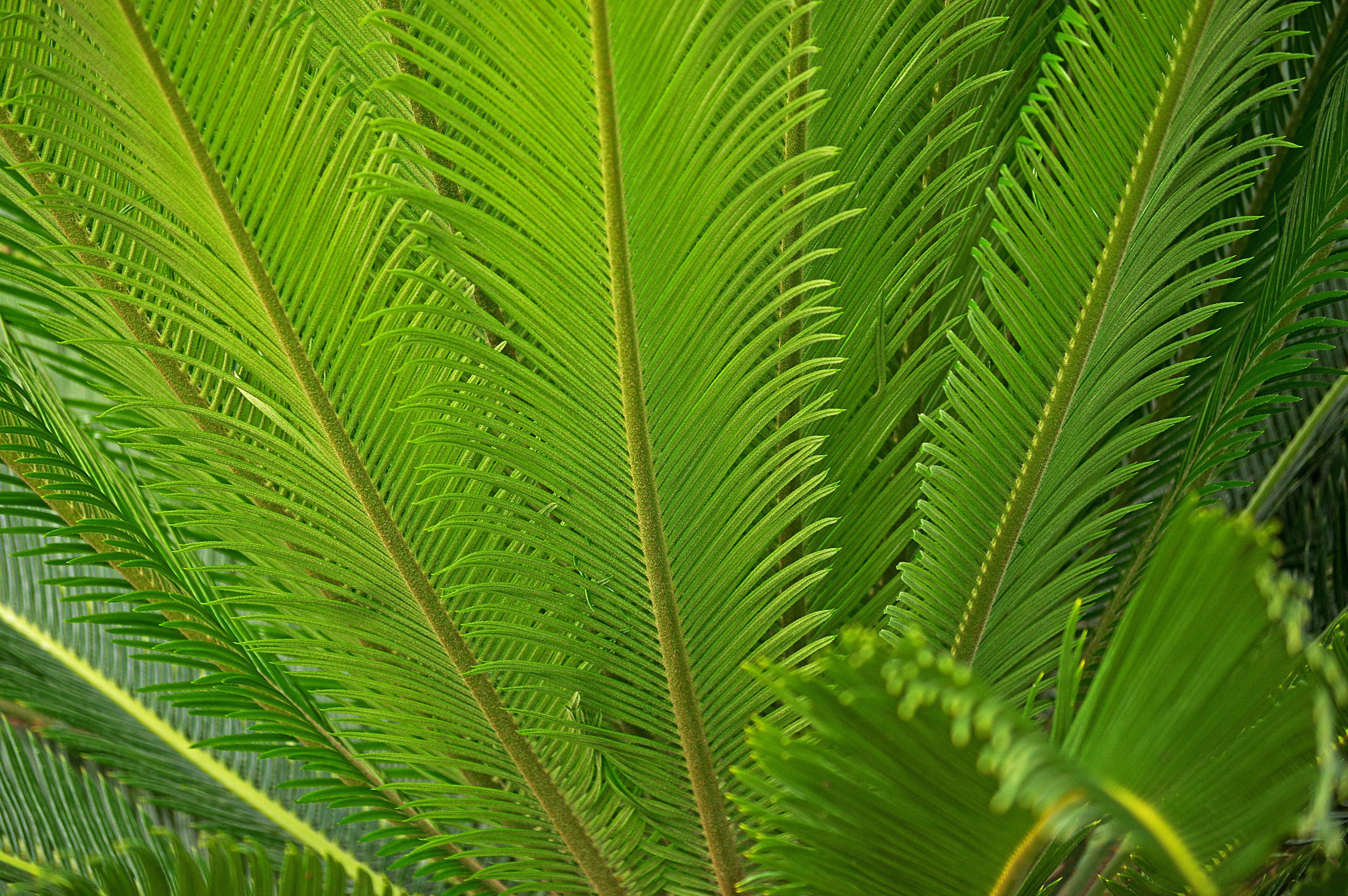 A beautiful botanical garden. Worth a visit if in the area.