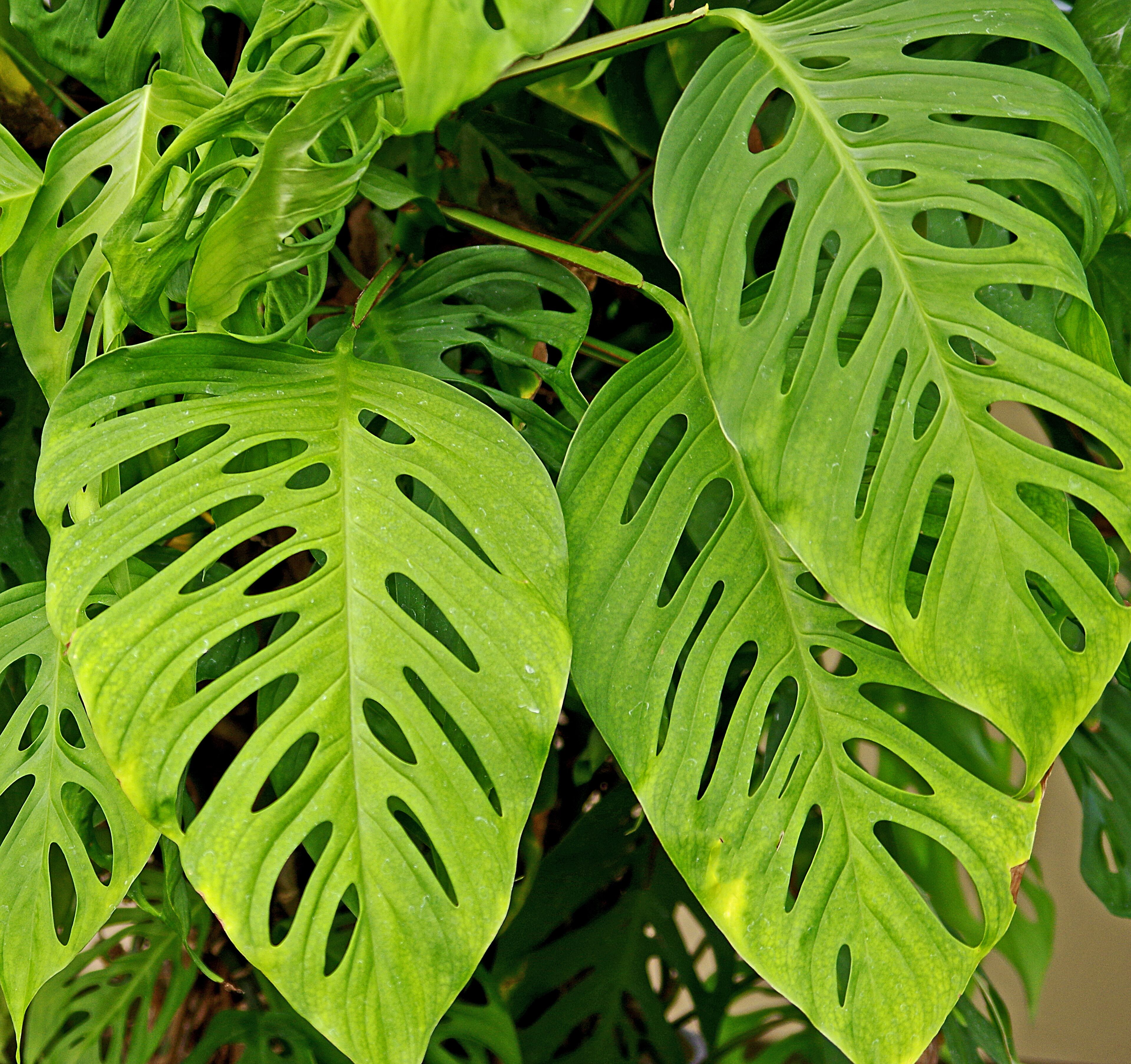 A beautiful botanical garden. Worth a visit if in the area.