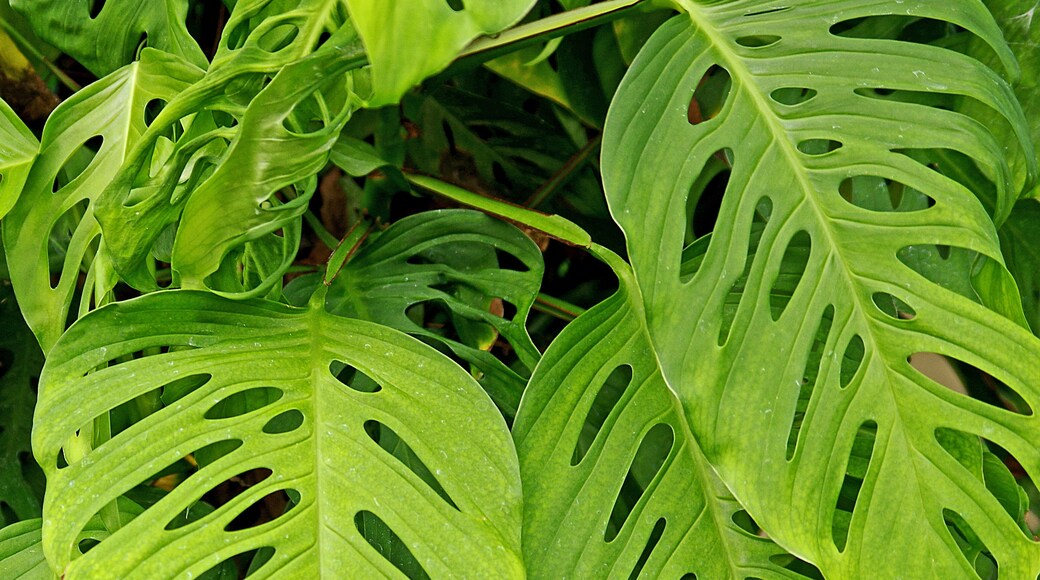 A beautiful botanical garden. Worth a visit if in the area.
