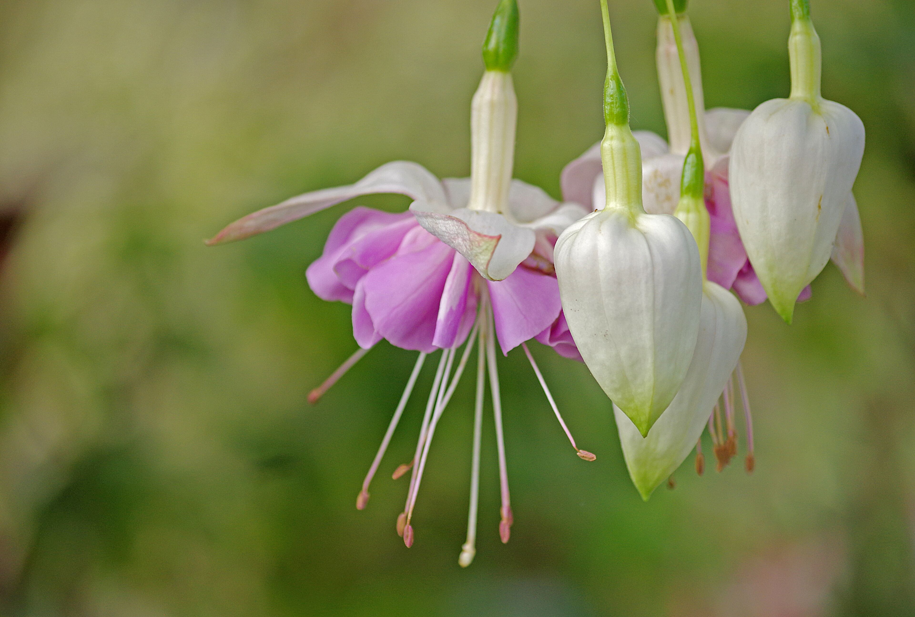 A beautiful botanical garden. Worth a visit if in the area.