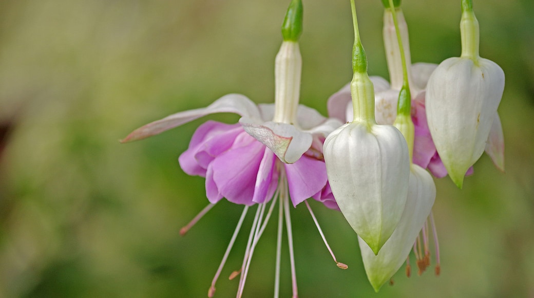 A beautiful botanical garden. Worth a visit if in the area.