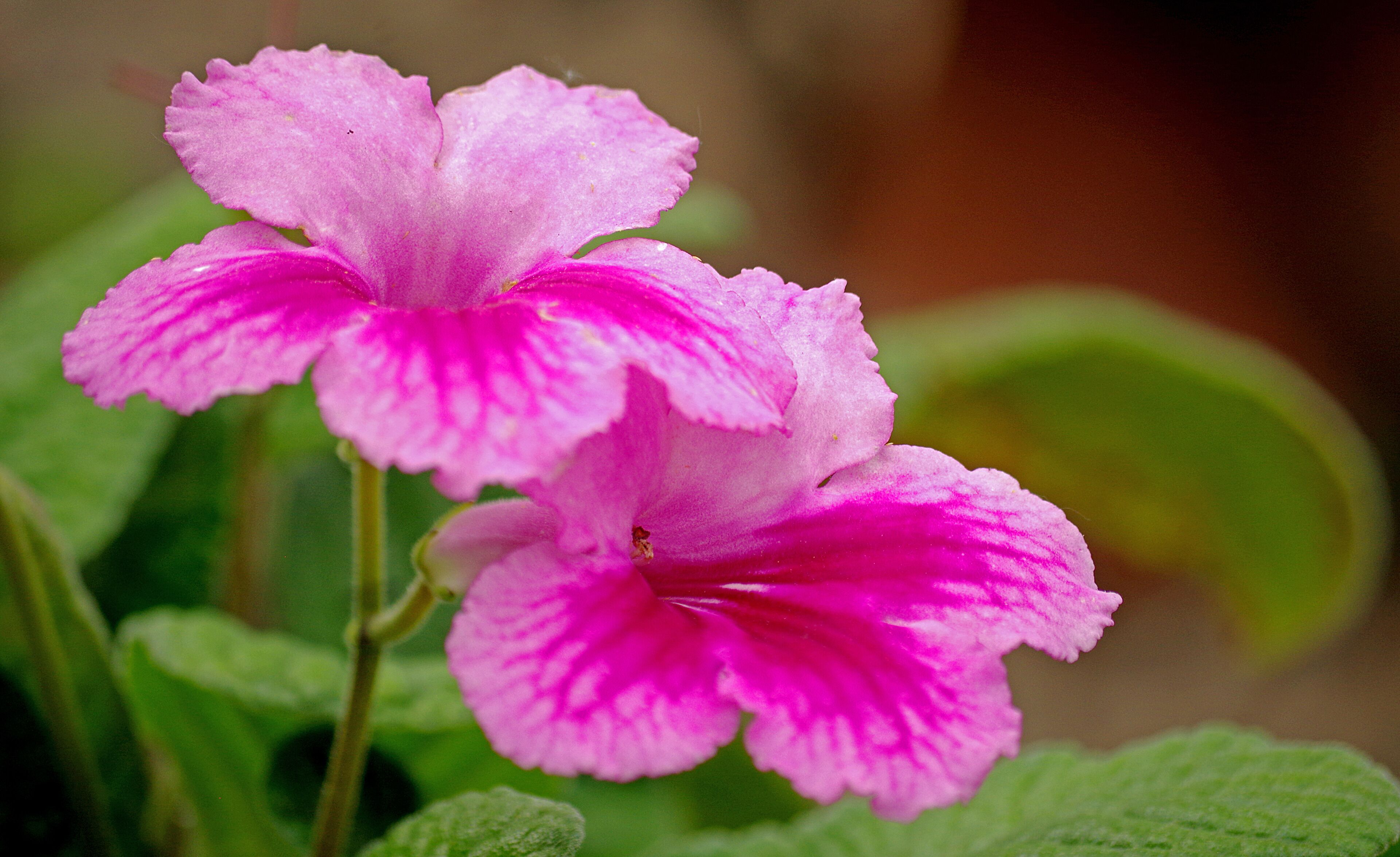 A close-up of a pink flower with white stripes.