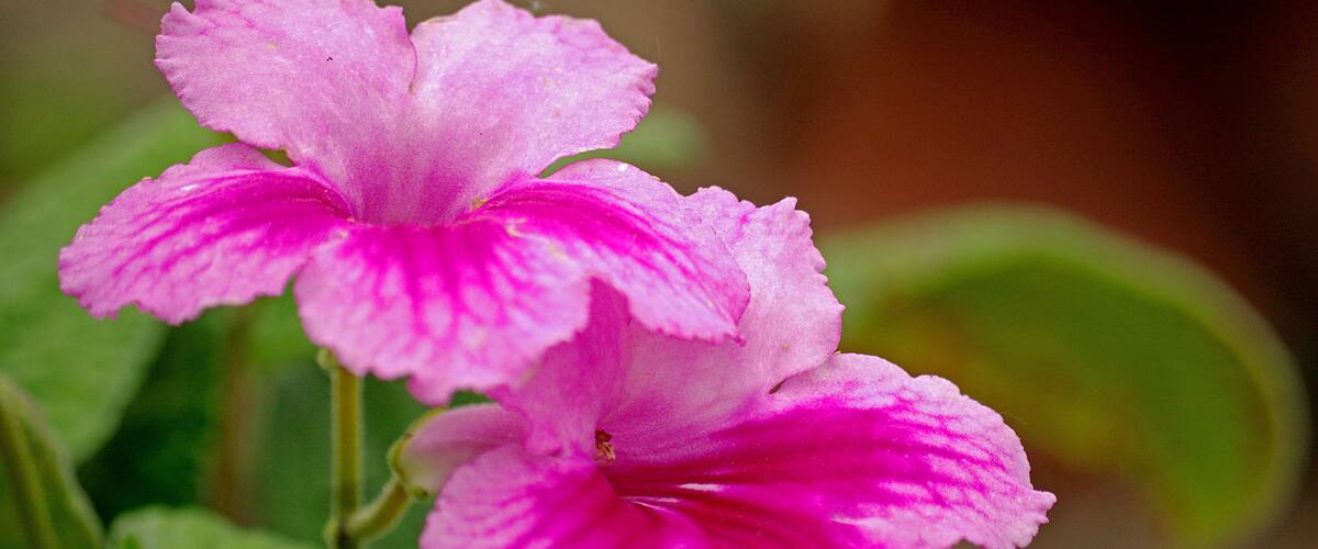 A close-up of a pink flower with white stripes.
