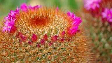 A beautiful botanical garden. Worth a visit if in the area.