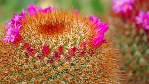 A beautiful botanical garden. Worth a visit if in the area.