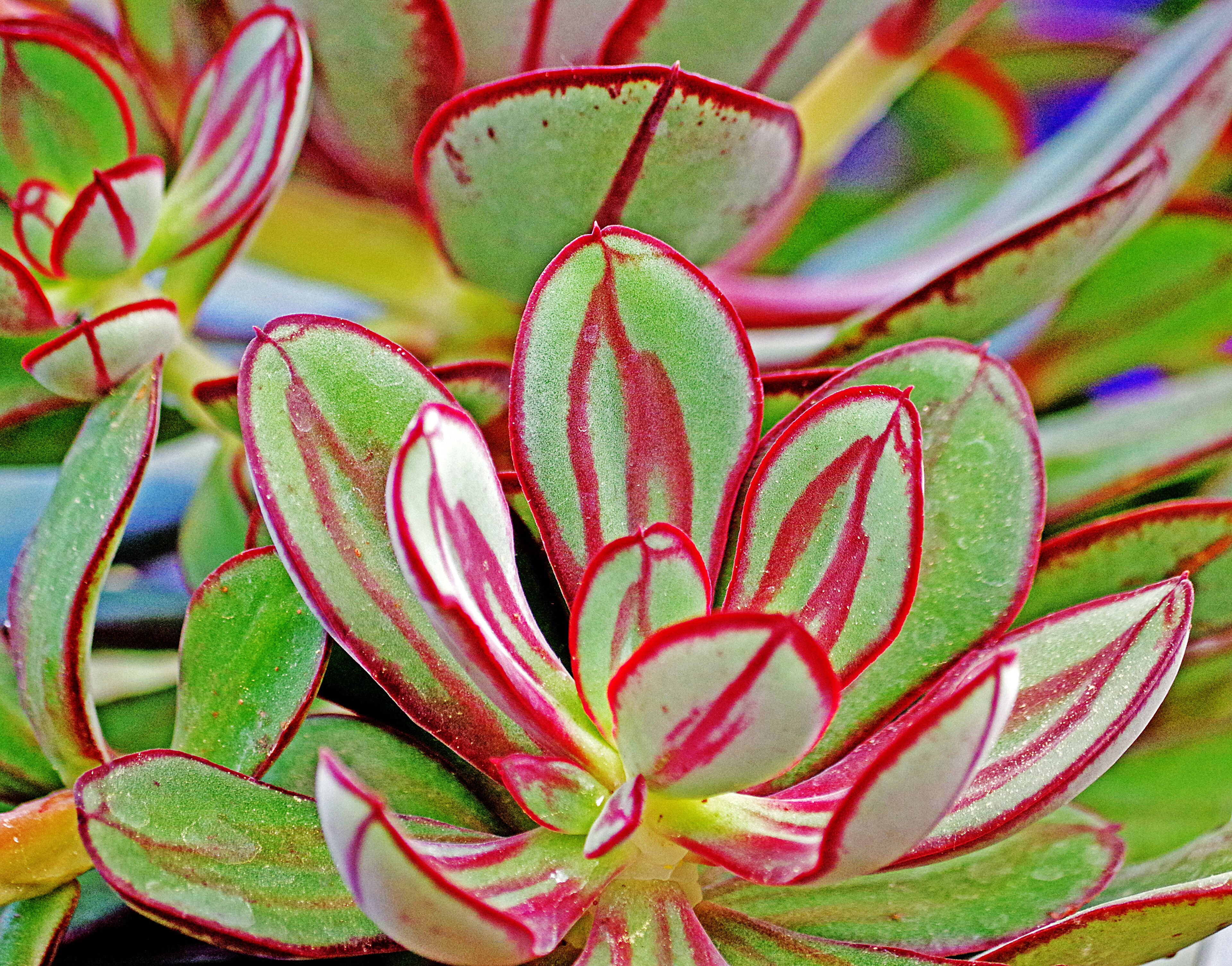 A beautiful botanical garden. Worth a visit if in the area.