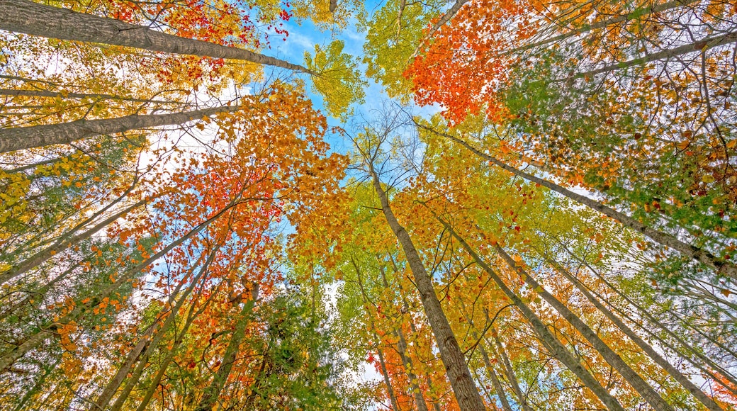 Looking up into the Fall Canopy