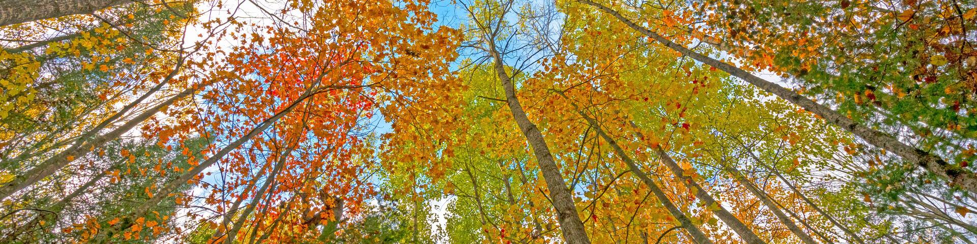 Looking up into the Fall Canopy