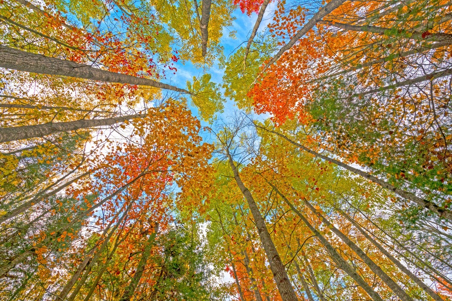 Looking up into the Fall Canopy