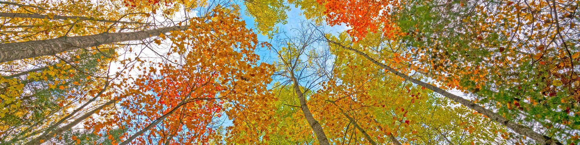 Looking up into the Fall Canopy