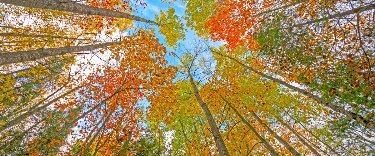 A forest with tall trees and autumn leaves.
