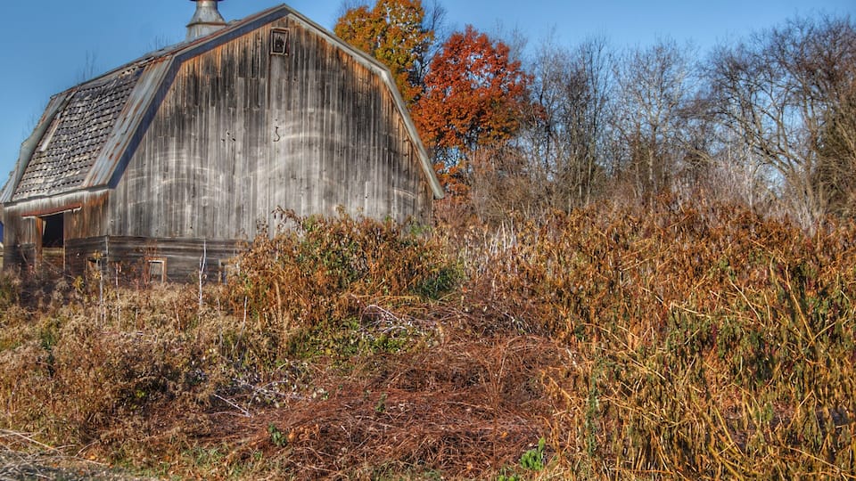 An old wooden barn surrounded by overgrown vegetation and autumn-colored trees.