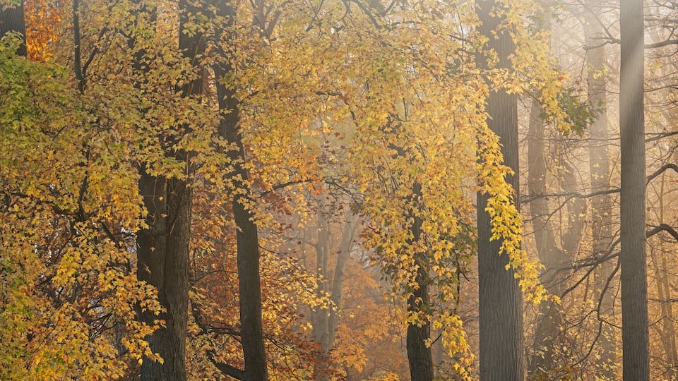A forest with tall trees and yellow autumn leaves.