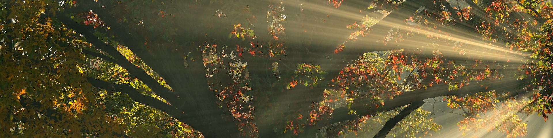 Autumn landscape of forest with sunbeams, Deep Lake, Yankee Springs State Park, Michigan, USA