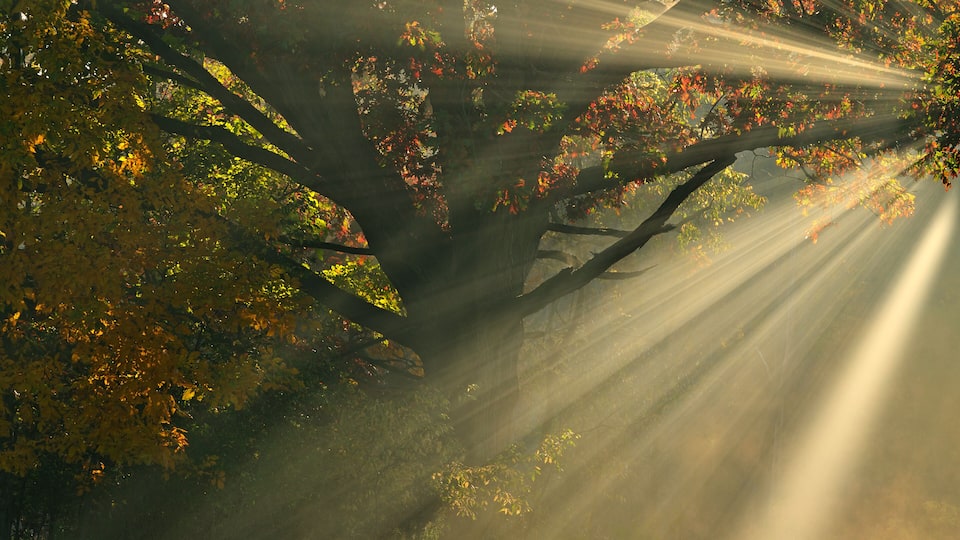 A tree with sunlight filtering through its leaves.