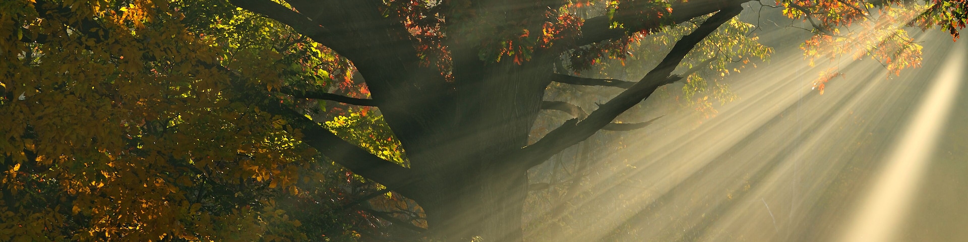 Autumn landscape of forest with sunbeams, Deep Lake, Yankee Springs State Park, Michigan, USA