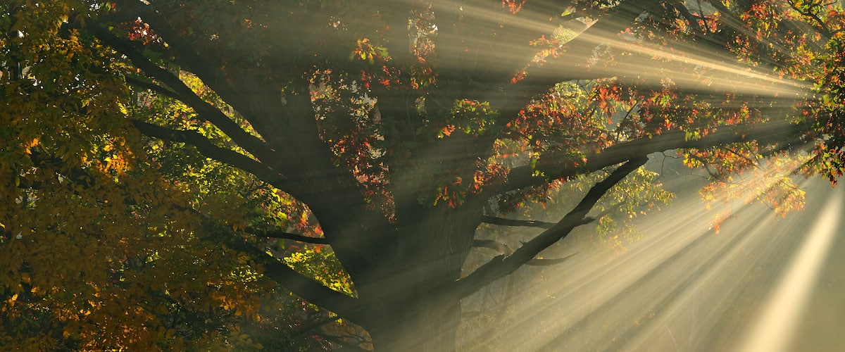 A tree with sunlight filtering through its leaves.