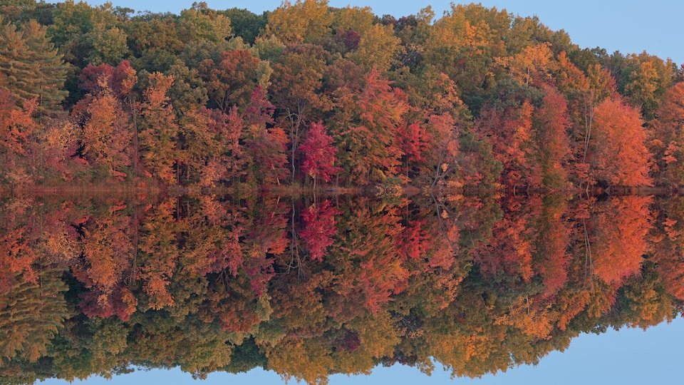 A forest reflecting on a calm lake with autumn foliage.