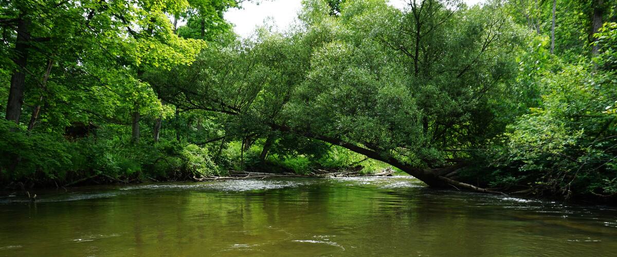Pine River Scenic River, Wellston, Michigan