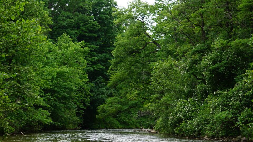 Pine River Scenic River, Wellston, Michigan