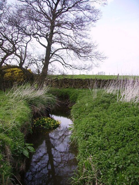 Jack Beck. On the road from Eldroth to Keasden. Kingscups flowering in the beck