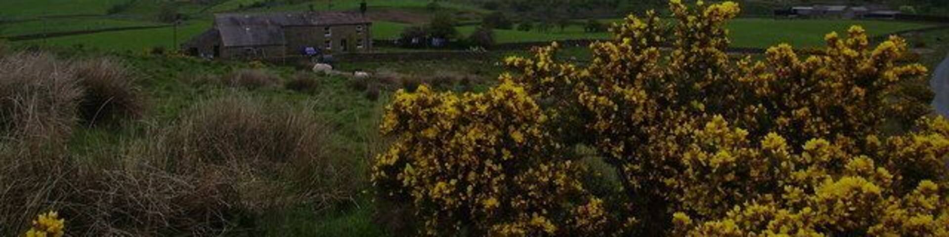 On Clapham Moor. From the unenclosed road on Black Hill.