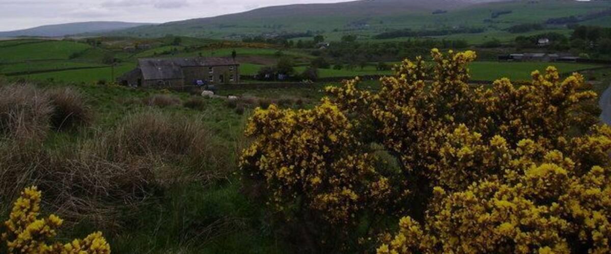 A rural landscape with rolling hills, a stone house, and yellow flowering bushes.