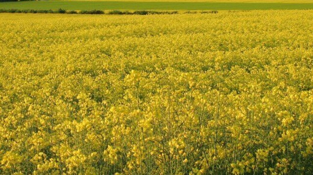Rape fields on the Carse of Gowrie. Taken looking NNE from Loan of Errol across the Carse towards Craigowl Hill.
