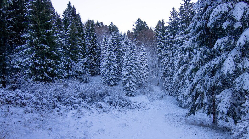 a cold morning on the snowy mountain