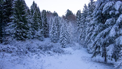 a cold morning on the snowy mountain