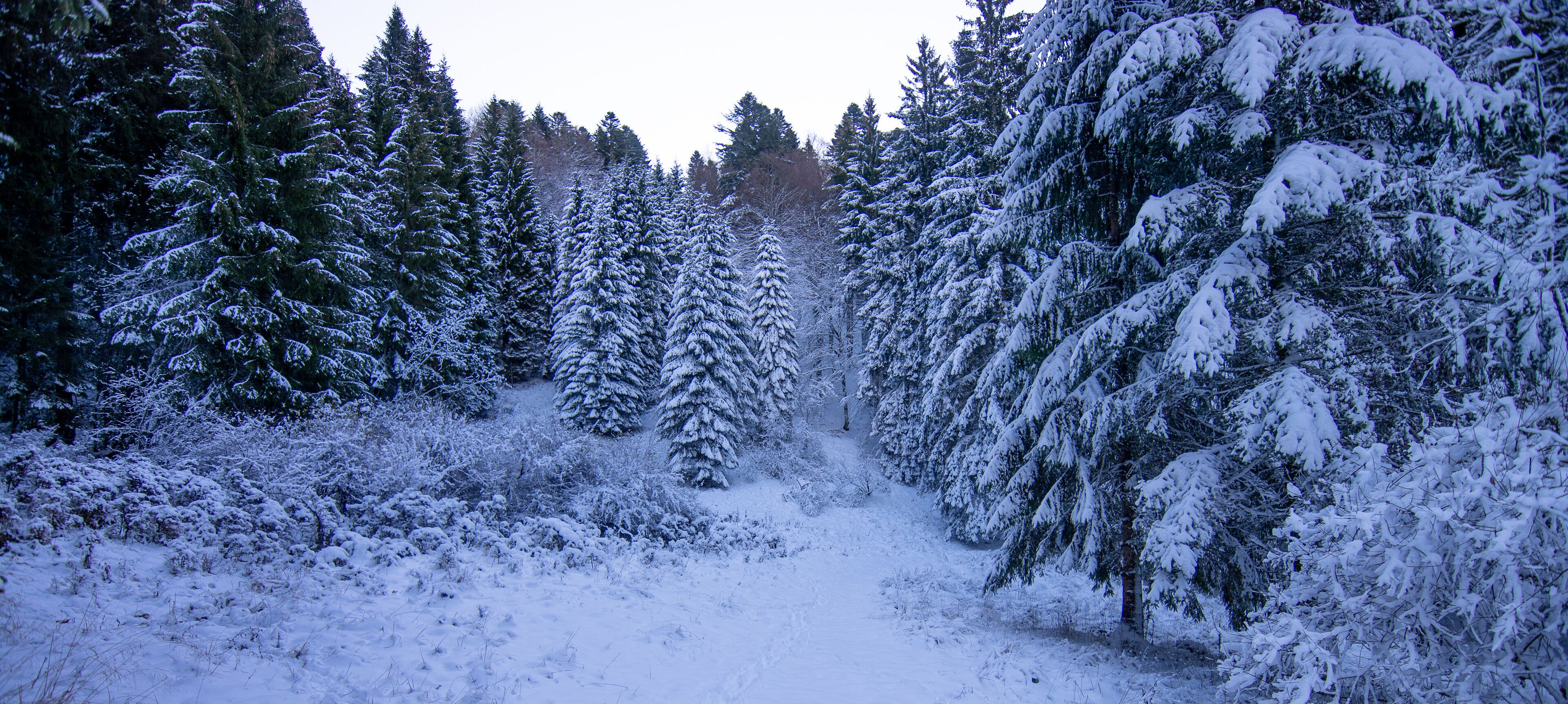 A snow-covered forest with dense evergreen trees and a clear path.