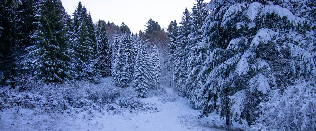 A snow-covered forest with dense evergreen trees and a clear path.