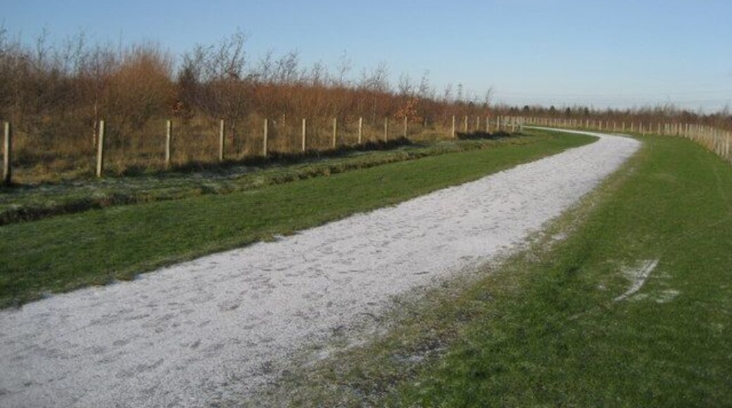 Colliery Wood Slowly becoming a woodland to improve the environment - an initiative by the local council. The path is not normally white, it has a dusting of snow