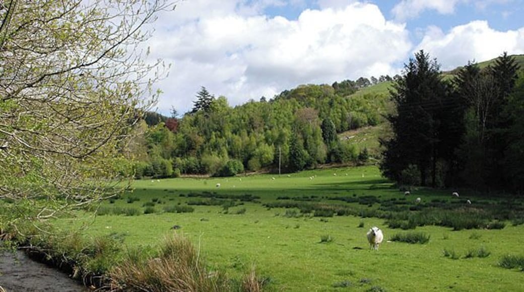 Field south of Gelli-goch Grazing land, surrounded by forestry. The Nant Rhisglog can be seen in the foreground.